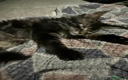 Maine Coon cats for sale: Last super loving boy left tica reg + vaccinated - Image 18