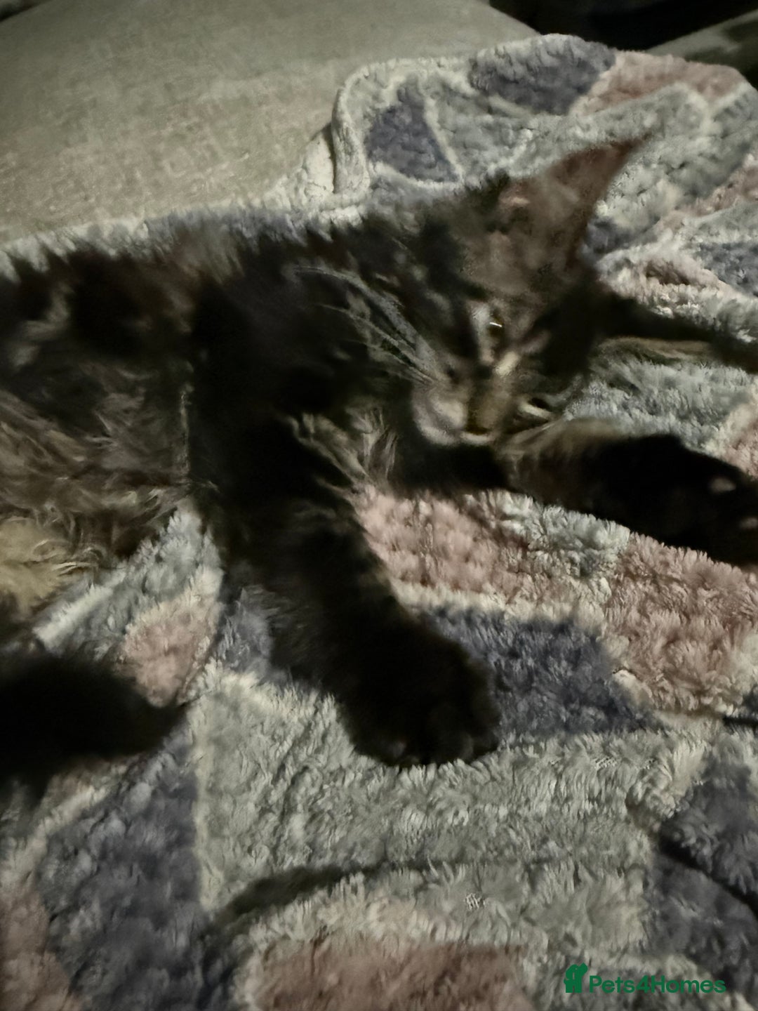Maine Coon cats for sale: Last super loving boy left tica reg + vaccinated - Image 18