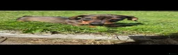Miniature Dachshund dogs for sale: KC Miniature Dachshunds ready for forever homes - Advert 23