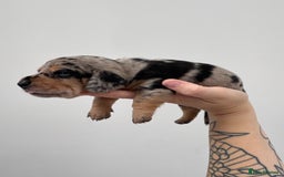 Miniature Dachshund dogs for sale: Miniature dachshund  - Image 7