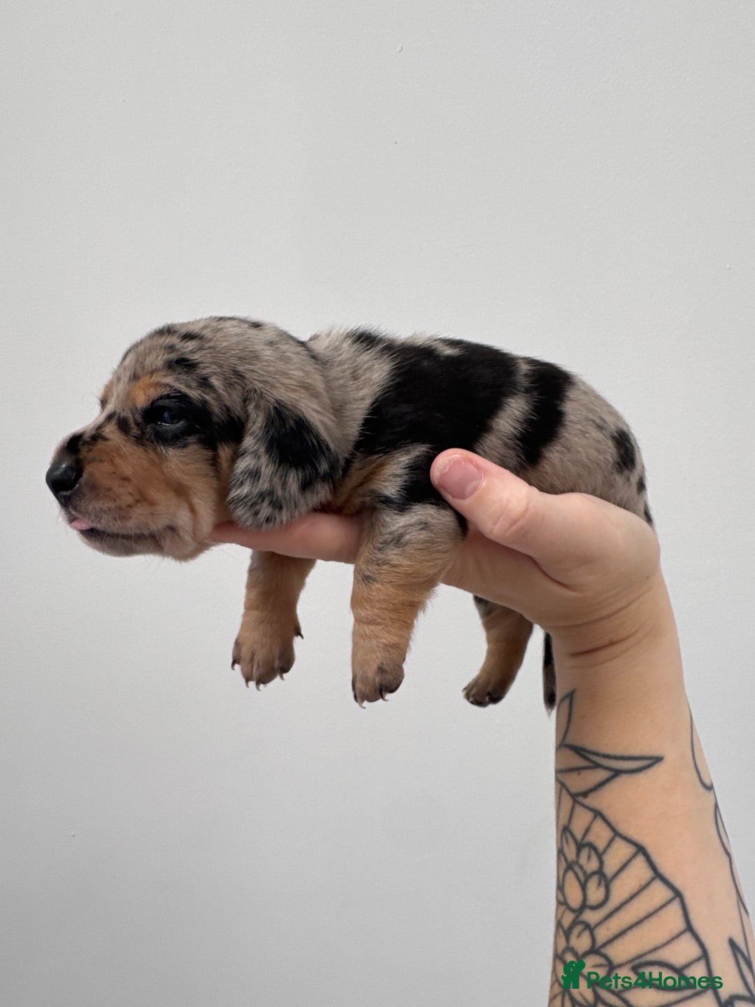 Miniature Dachshund dogs for sale: Miniature dachshund  - Image 7