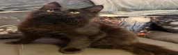 Maine Coon cats for sale: Reduced XL TICA Maine Coon Kitten active possible  - Advert 22