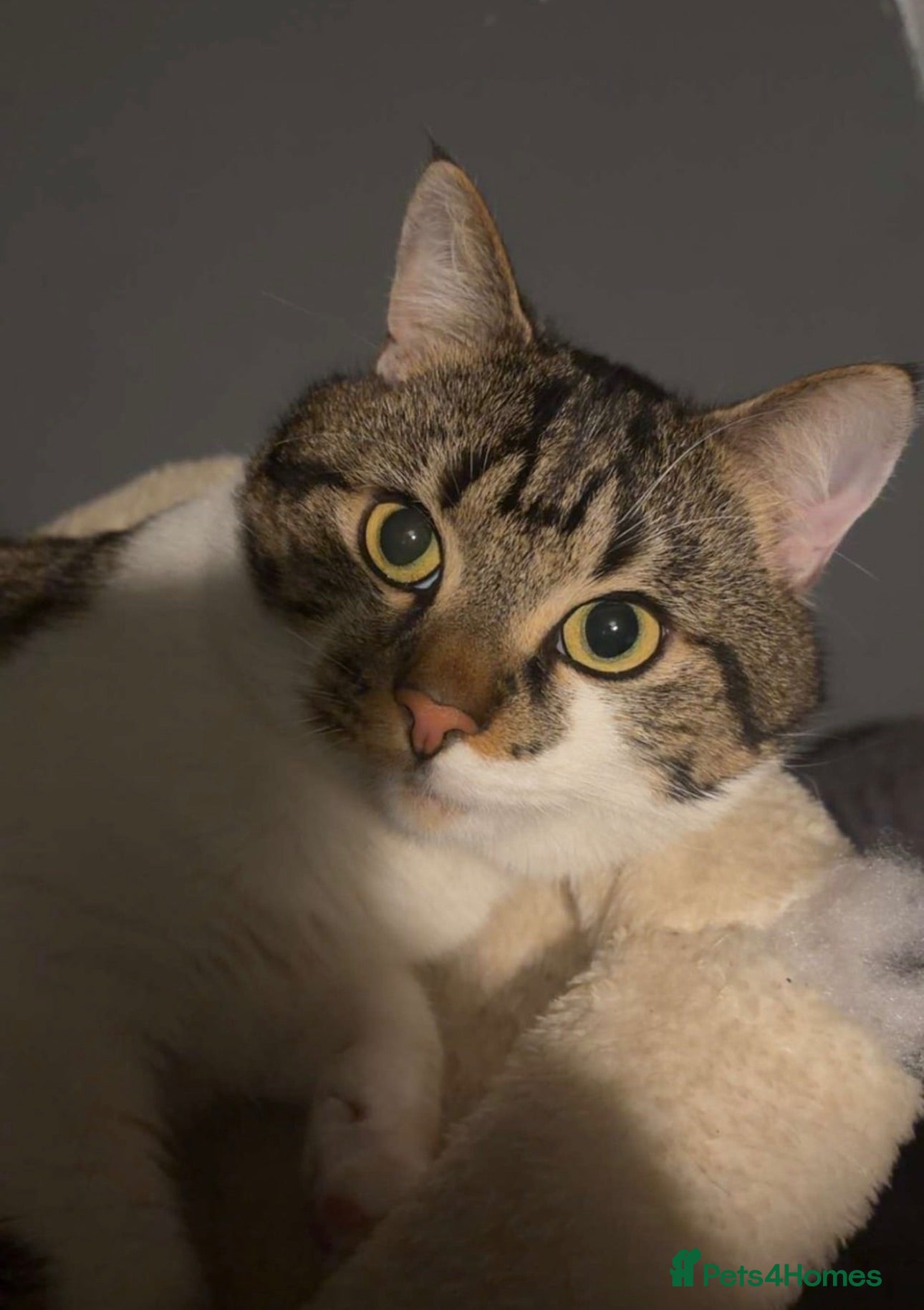 Mixed Breed cats Male cat for sale  - Advert 7