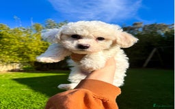 Bichon Frise dogs for sale: Expand-cuddly bichon frise - Image 6