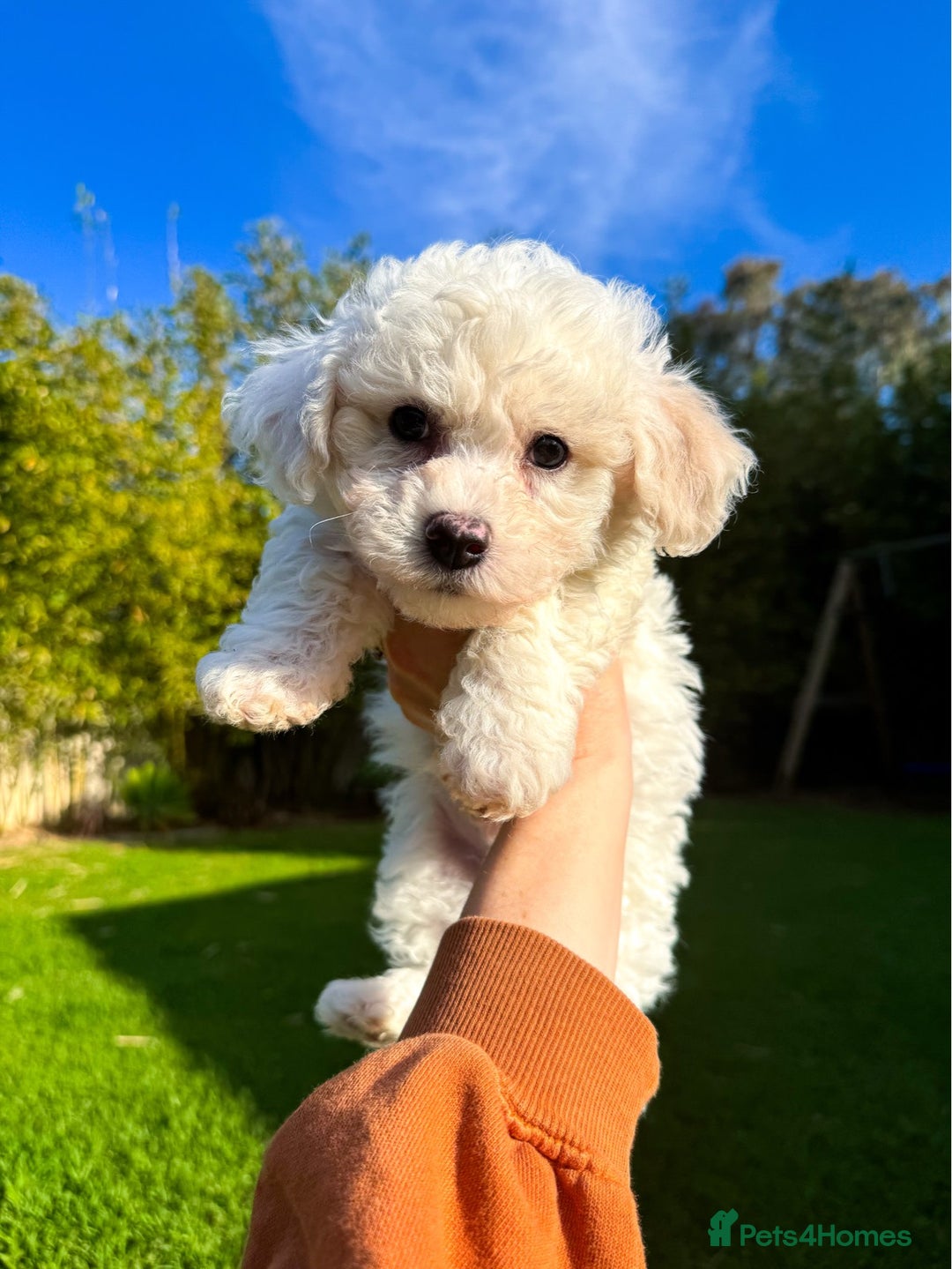 Bichon Frise dogs for sale: Expand-cuddly bichon frise - Image 6
