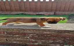Border Terrier dogs for sale: Boarder terrier x Jack Russell girl pup - Image 10