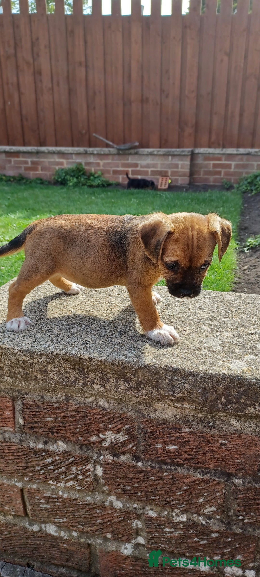 Border Terrier dogs for sale: Boarder terrier x Jack Russell girl pup - Image 10