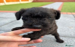 Patterdale Terrier dogs for sale: Chocolate Patterdale terriers  - Image 6