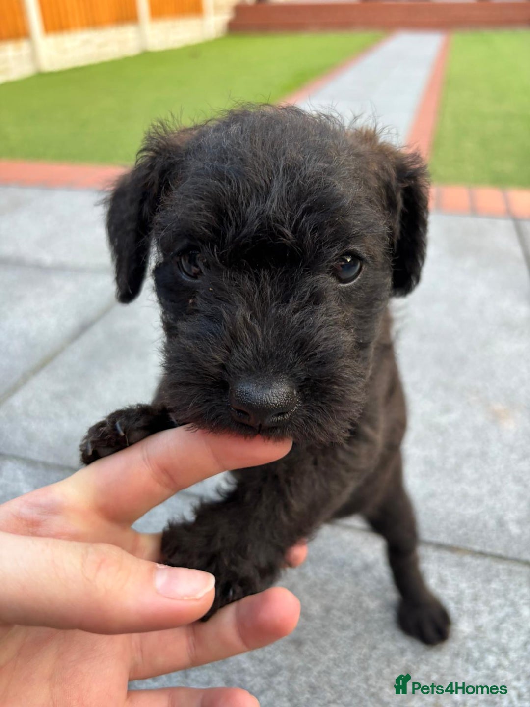 Patterdale Terrier dogs for sale: Chocolate Patterdale terriers  - Image 6