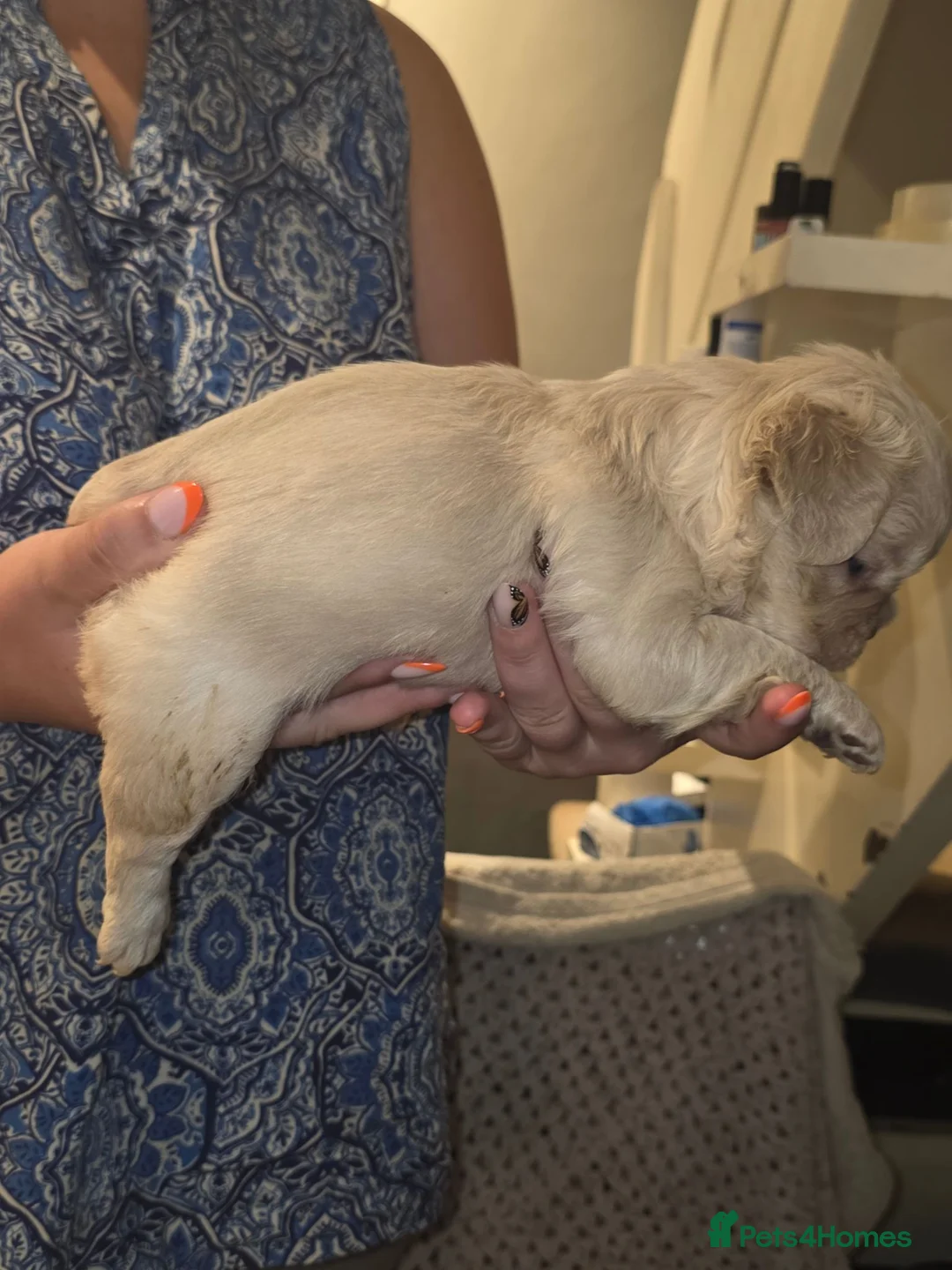 French Bulldog dogs for sale: French Bulldog Puppies   - Advert 2