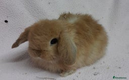 Mini Lop rabbits for sale: Mini Lops- vaccinated with new vaccine in Ashford - Image 15