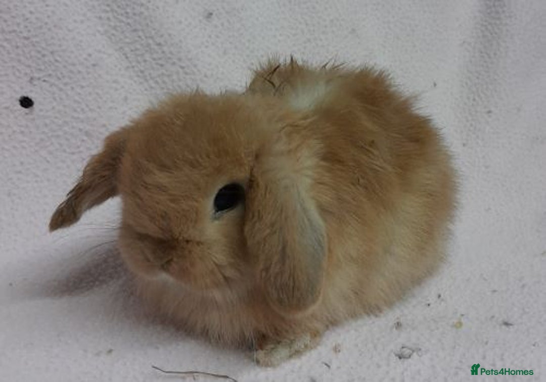 Mini Lop rabbits for sale: Mini Lops- vaccinated with new vaccine in Ashford - Image 15