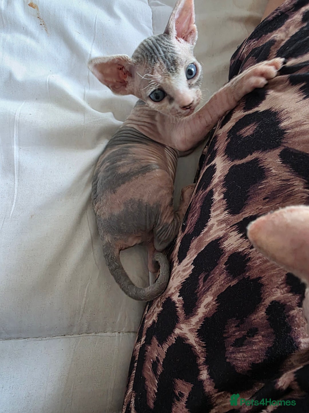 Sphynx cats for sale: 3 beautiful sphynx kittens for sale  - Image 7