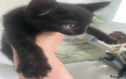 British Longhair cats for sale: 2 Gorgeous Female Kittens For Sale - Image 3