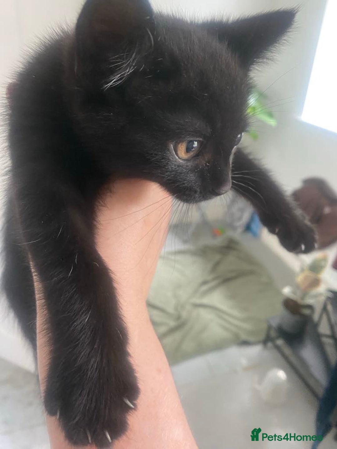 British Longhair cats for sale: 2 Gorgeous Female Kittens For Sale - Image 3
