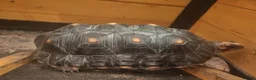 Tortoise reptiles for sale:  Red footed tortoise for sale  - Advert 2