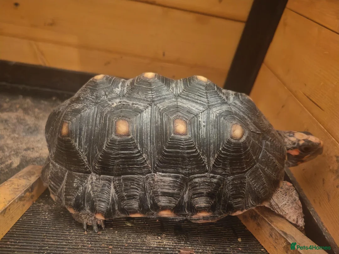 Tortoise reptiles for sale:  Red footed tortoise for sale  - Advert 2