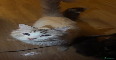 Ragdoll cats in Birmingham - Advert 8