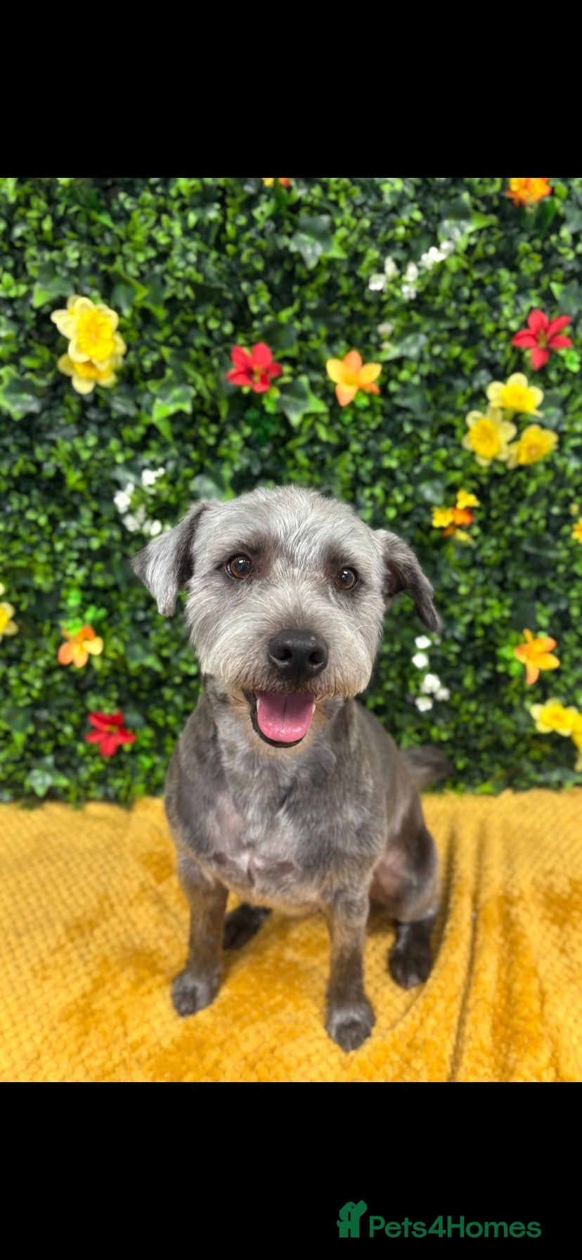 Patterdale Terrier dogs 3 years old male patterdale terrier  - Advert 1