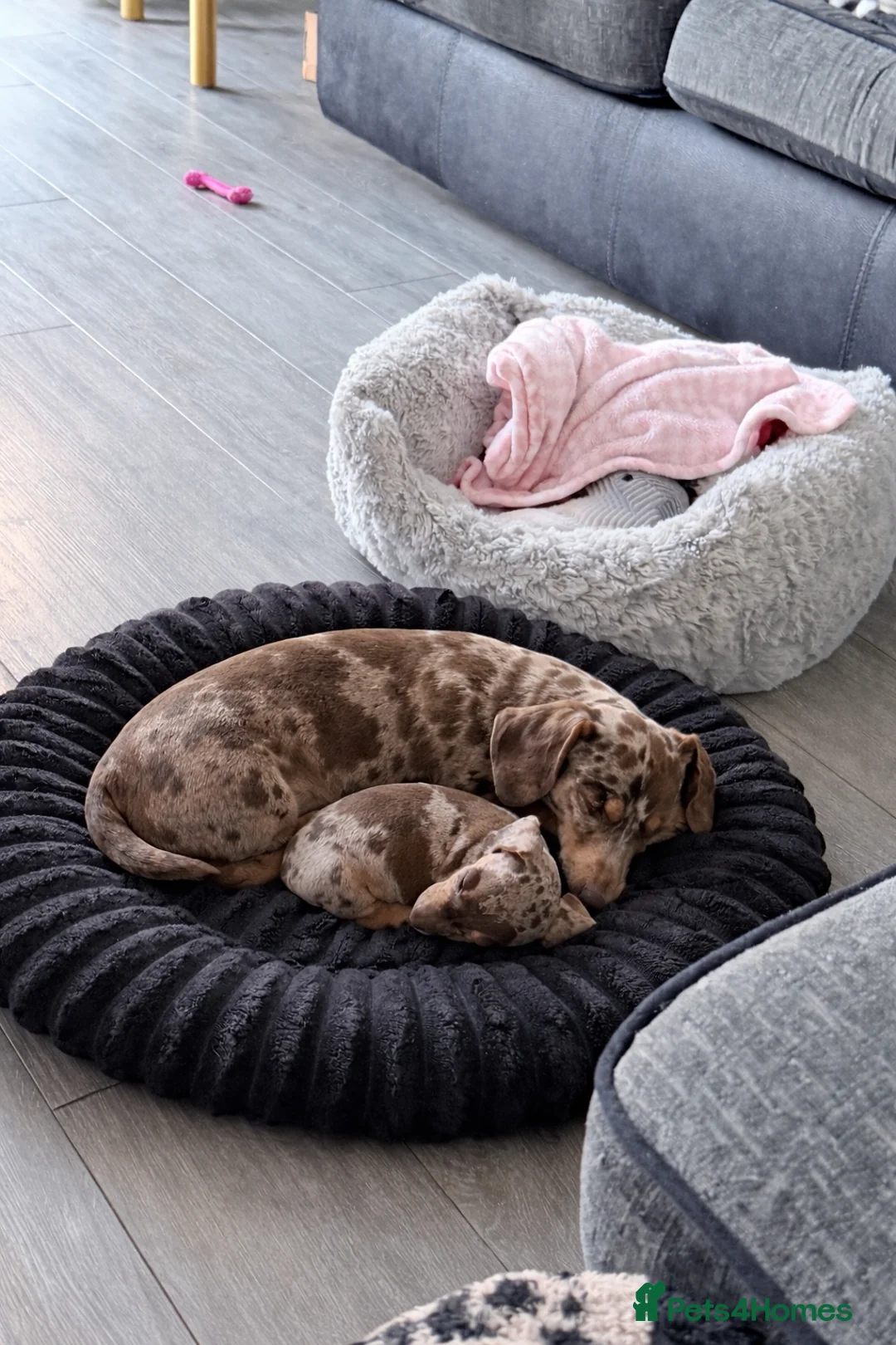 Miniature Dachshund dogs for sale: Last little girl  - Advert 2