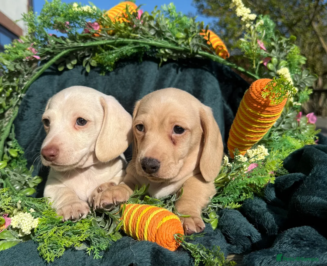 Miniature Dachshund dogs for sale: Stunning cream miniature smooth haired dachshunds  - Advert 1