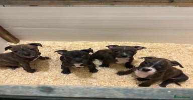 Staffordshire Bull Terrier dogs Stunning KC Staffordshire bull terrier puppies - Advert 12