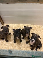 Staffordshire Bull Terrier dogs Stunning KC Staffordshire bull terrier puppies - Advert 5