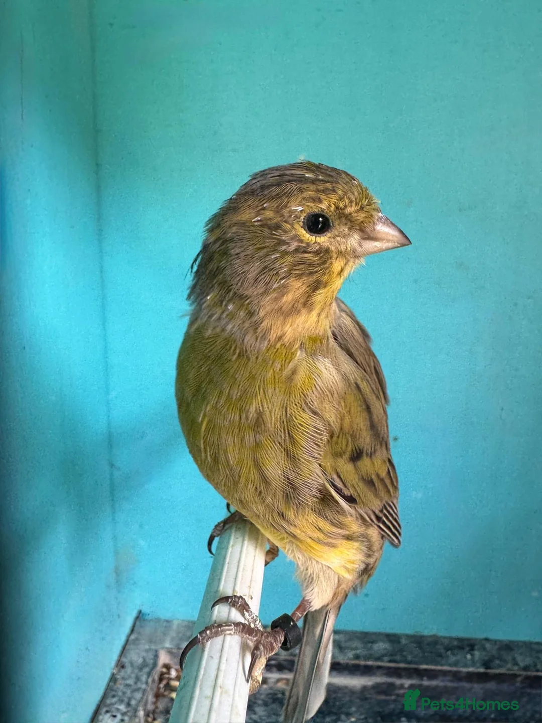 Canaries birds for sale: Young canaries  - Advert 2