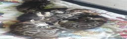 Bengal cats for sale: Bengal tabby  in Reading - Advert 12