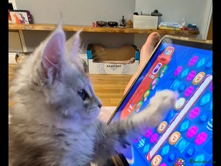 Maine Coon cats 🎀🌲 Dec Collect Silver Ticked Pedigree Maine Coon - Advert 4