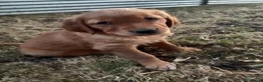 Golden Retriever 7