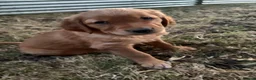 Golden Retriever dogs for sale: Beautiful dark golden retriever puppies - Advert 2