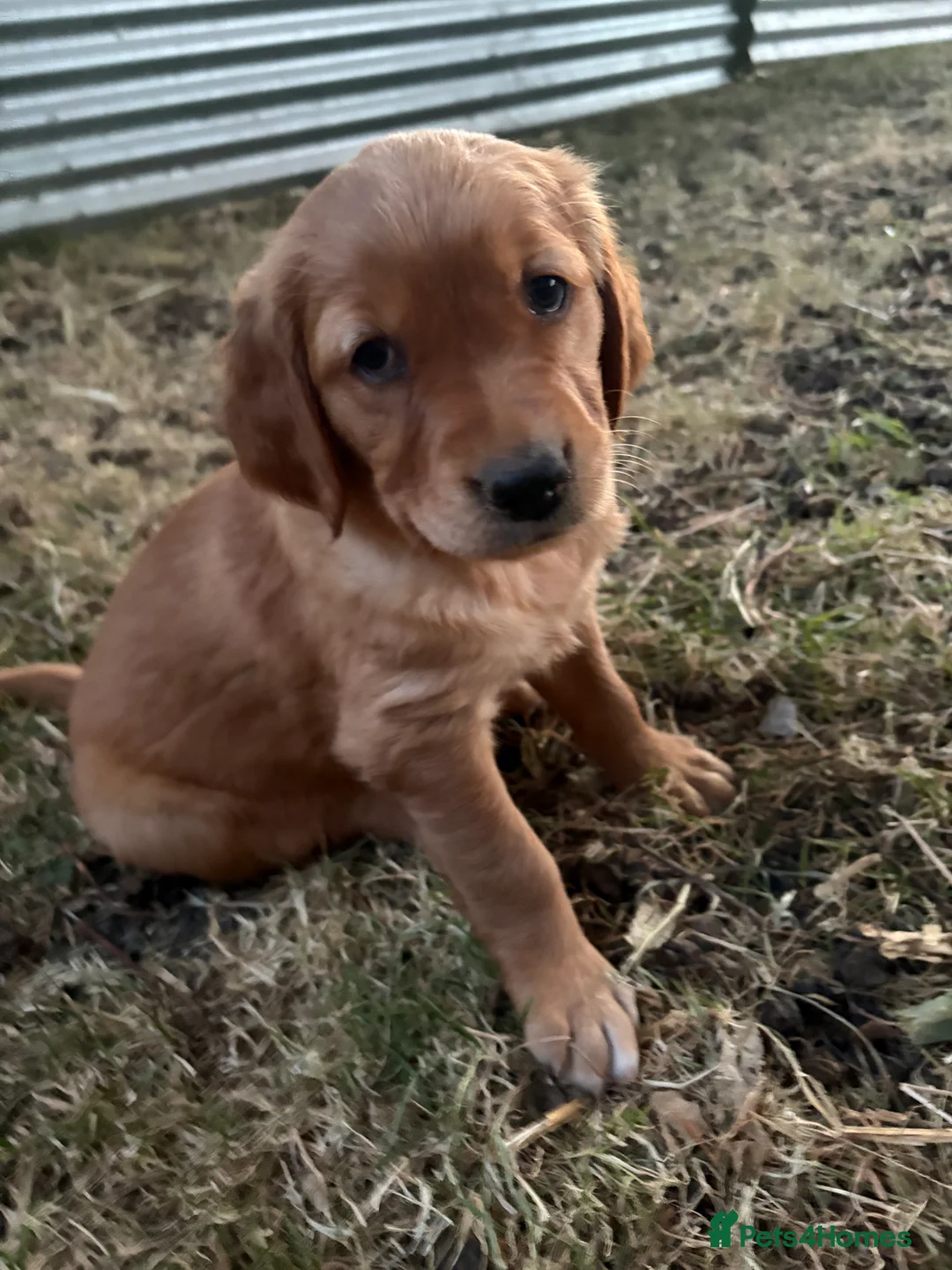 Golden Retriever dogs for sale: Beautiful dark golden retriever puppies - Advert 2