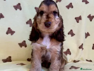 Cocker Spaniel dogs Kc reg show cocker choc sable boy dna clear - Advert 6