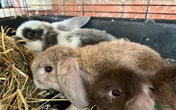 Mini Lop rabbits for sale: Super Friendly Mini Lop Babies - Image 13