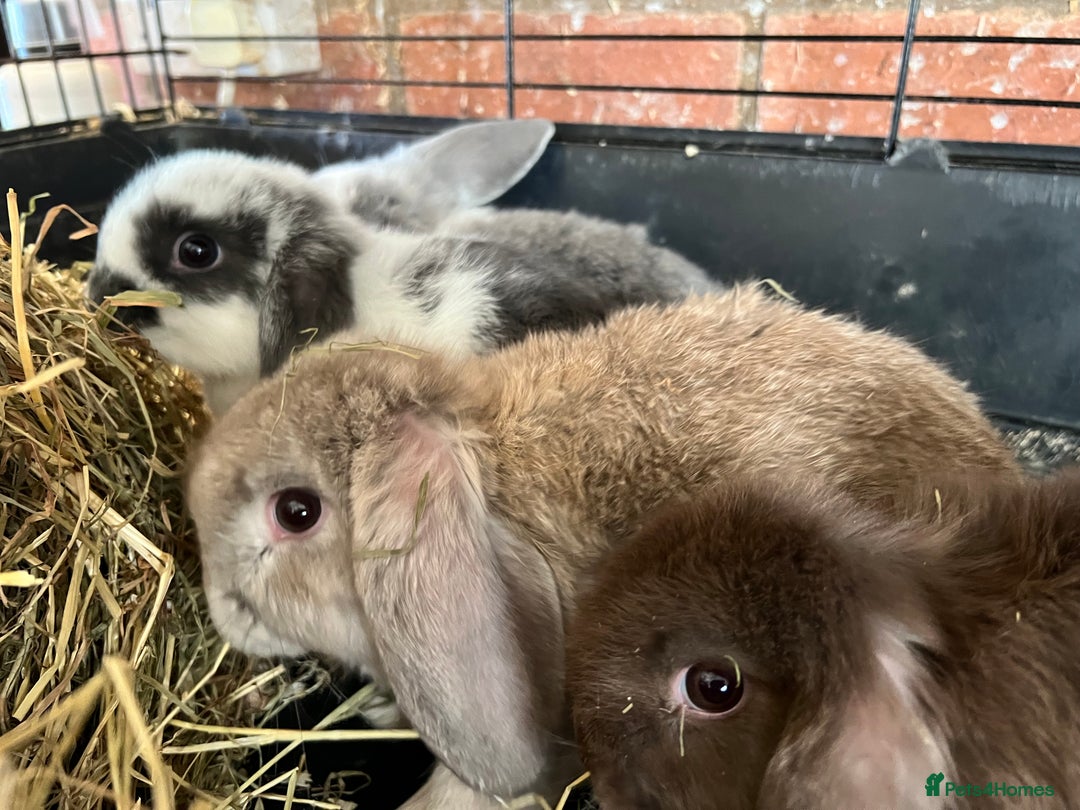 Mini Lop rabbits for sale: Super Friendly Mini Lop Babies - Image 13