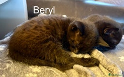 British Shorthair cats for sale: 4 beautiful Black shorthair girls  - Image 4