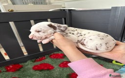 Dalmatian dogs for sale: 8 Gorgeous Dalmatian Puppies - Image 10