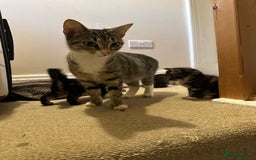 Mixed Breed cats for sale: 3 Male kittens for sale  - Image 8