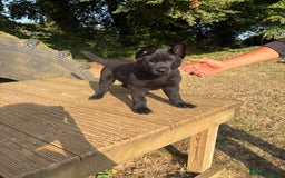 German Shepherd dogs for sale: READY NOW - Image 2