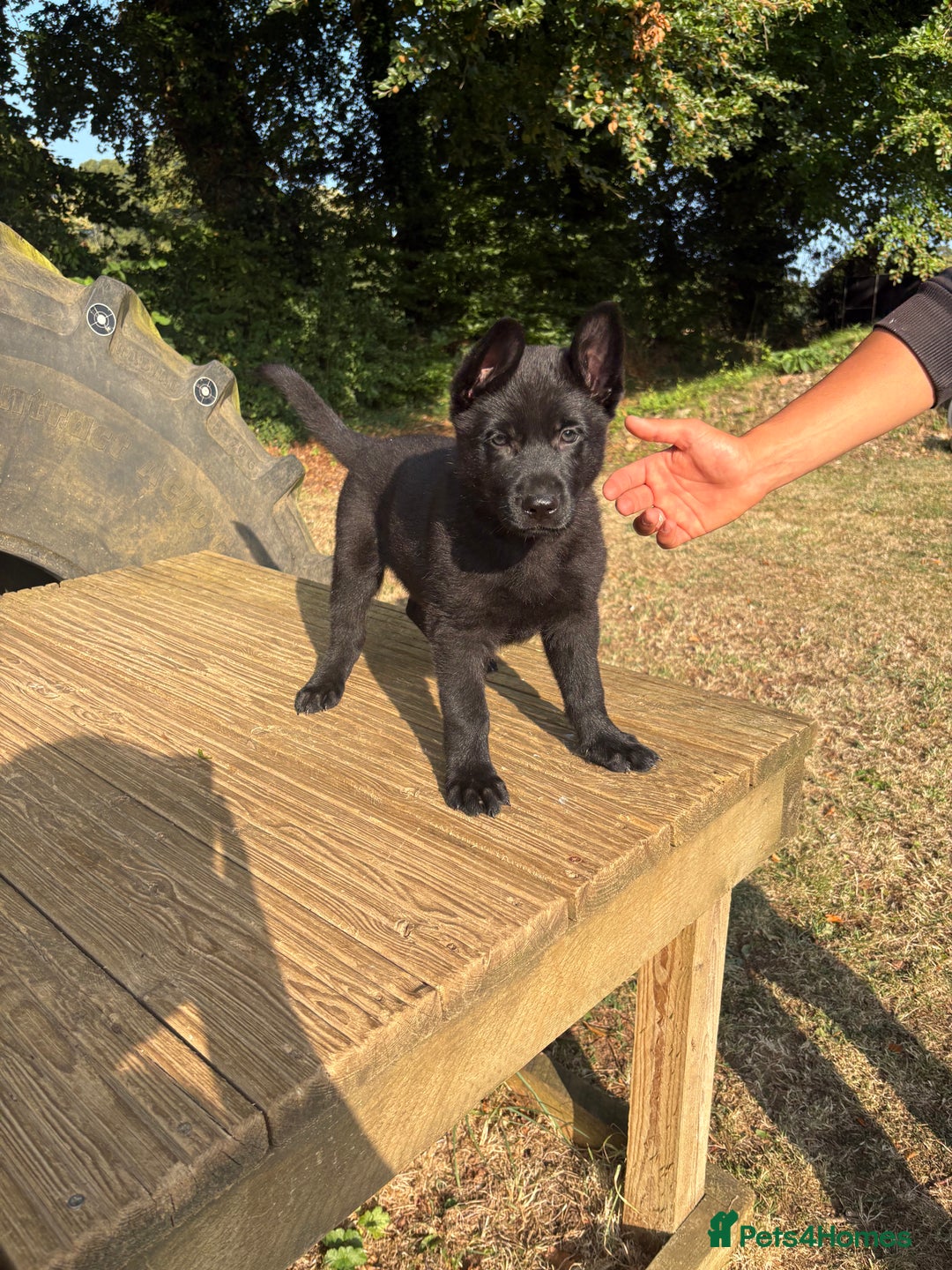 German Shepherd dogs for sale: READY NOW - Image 2