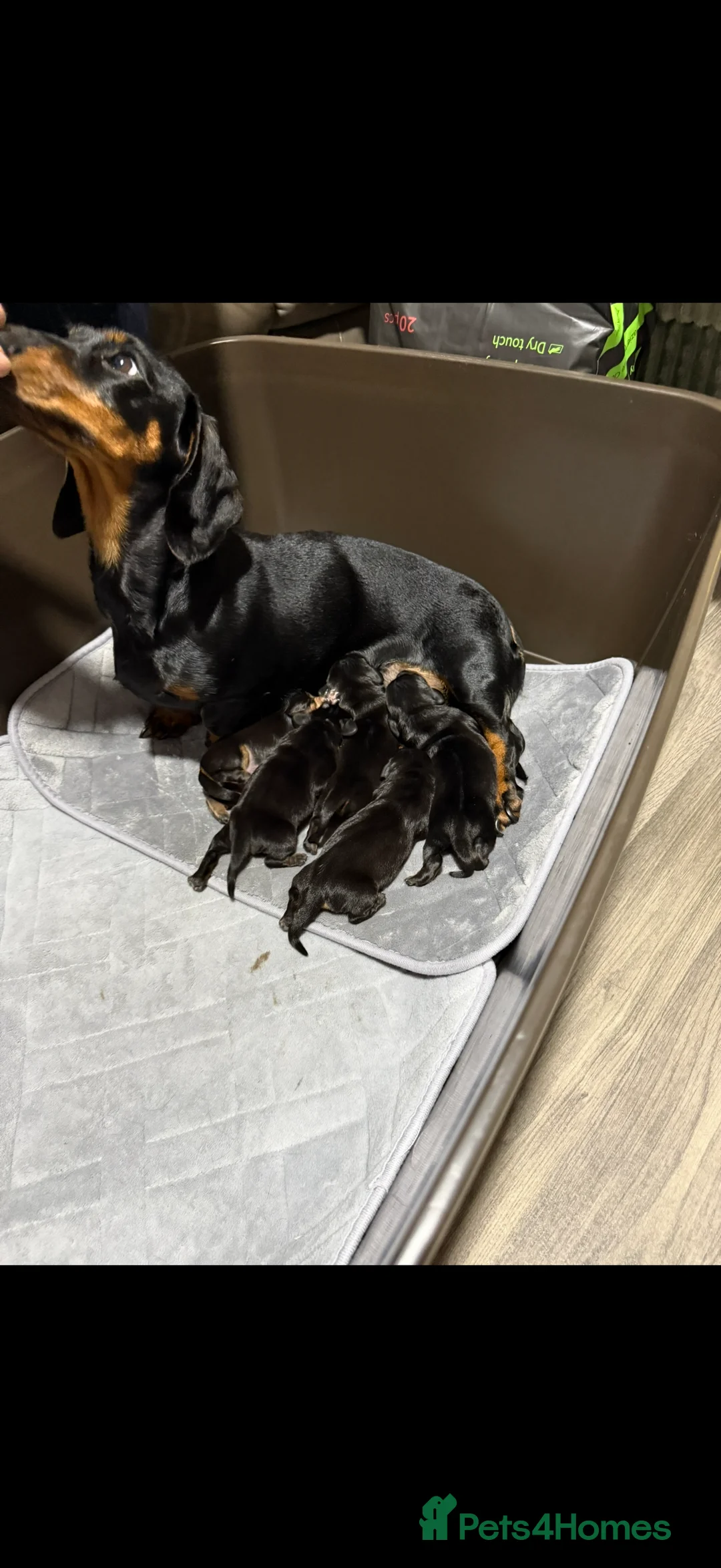 Miniature Dachshund dogs for sale: Beautiful miniature dash hounds pure black tans  - Advert 7