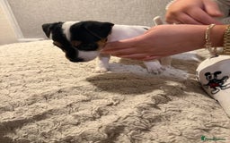 Jack Russell dogs for sale: Jack Russell puppies - Advert 4