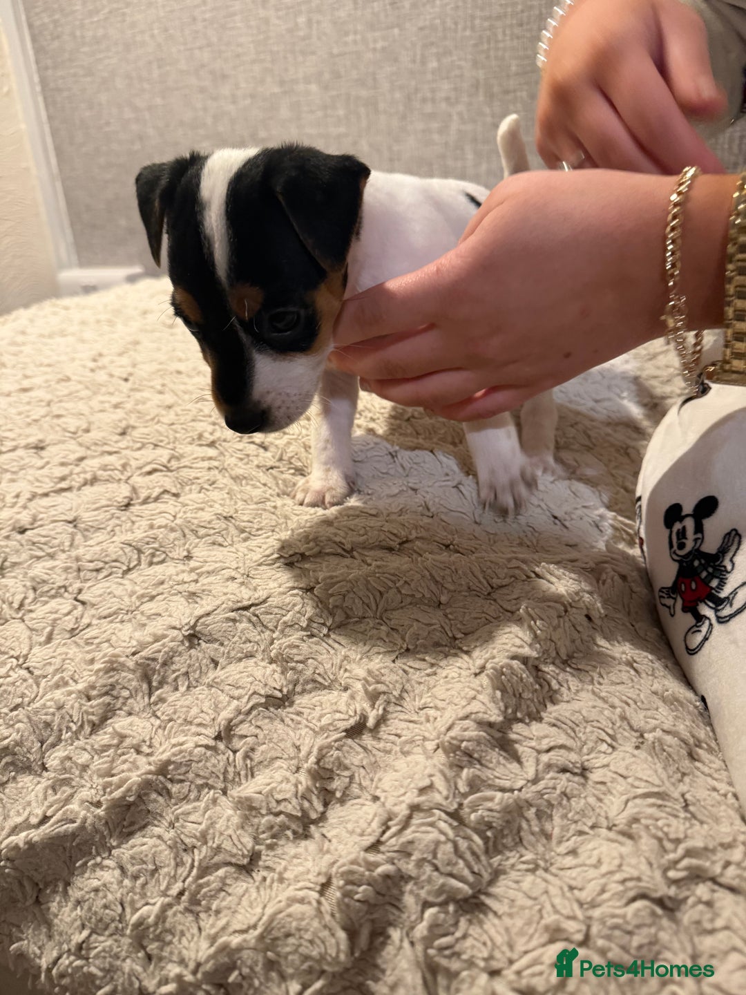 Jack Russell dogs for sale: Jack Russell puppies - Advert 4