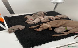 Weimaraner dogs for sale: Weimaraner litter - Image 12