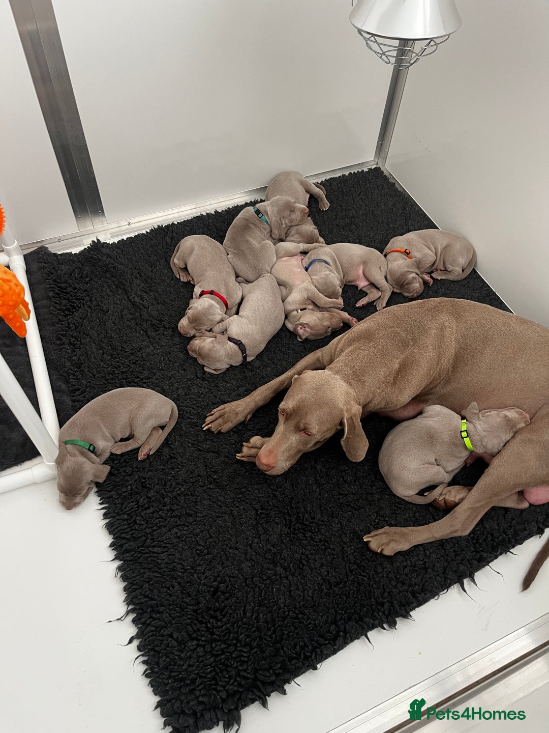 Weimaraner dogs for sale: Weimaraner litter - Image 12