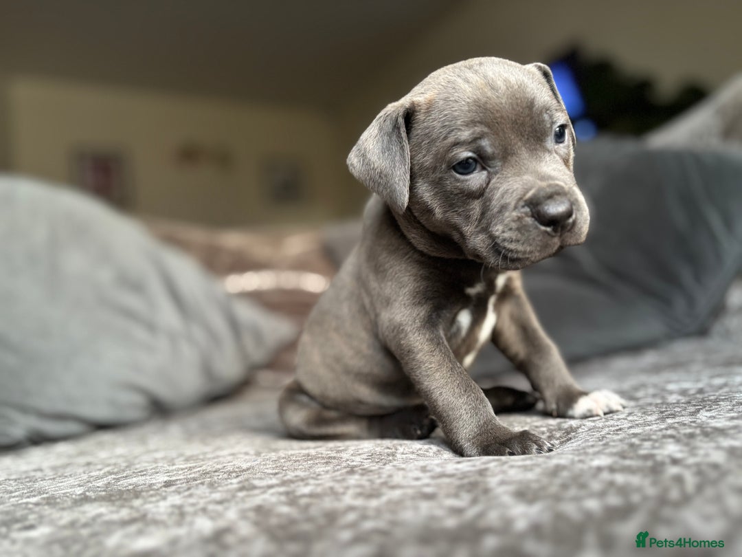 Staffordshire Bull Terrier dogs for sale: Quality Blue Health Tested  - Advert 21