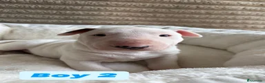 English Bull Terrier Puppy 2