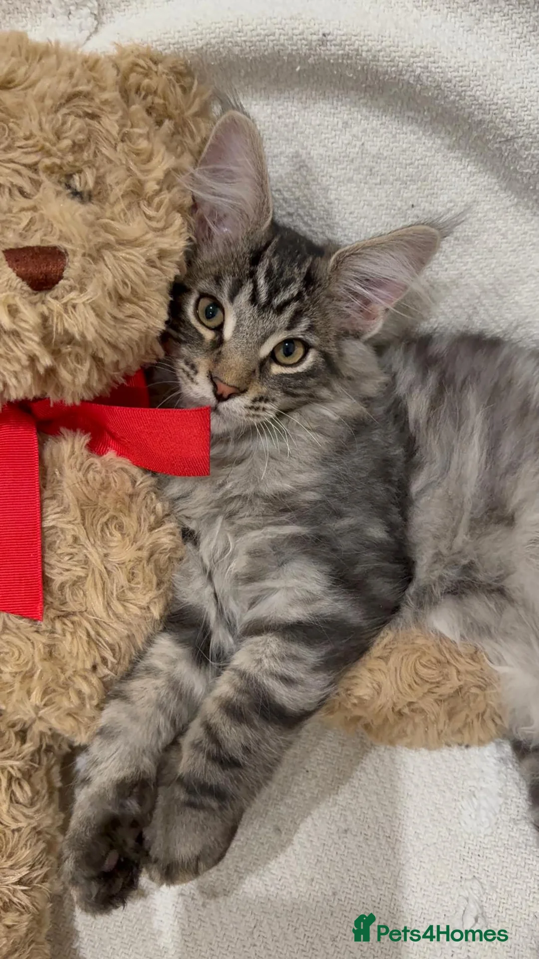 Maine Coon cats for sale: Maine Coon kittens  - Advert 1