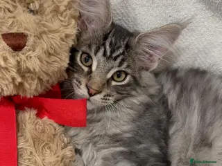 Maine Coon cats Maine Coon kittens - Advert 1